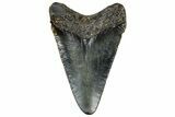 Serrated, Juvenile Megalodon Tooth - North Carolina #307313-1